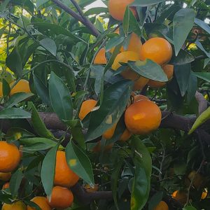 header-mandarinas-naranjastaurinas