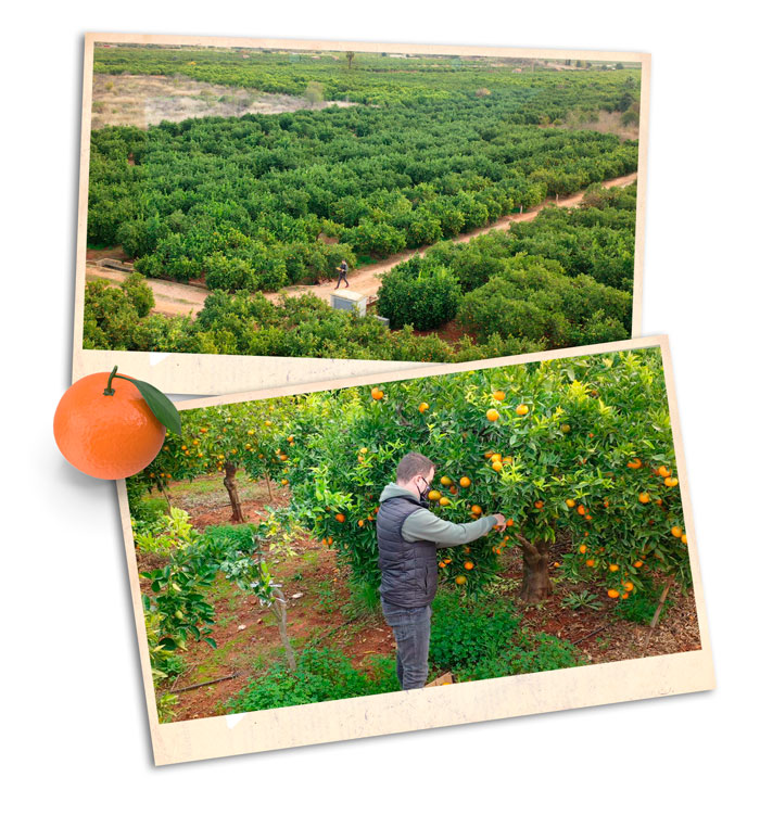 La imagen es una composición de dos fotografías. En la superior aparece uno de nuestros campos de naranjas valencianas. En la segunda aparece un miembro de la familia Silvestre Vilar recolectando mandarinas.